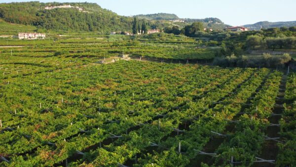 IMPERIALE Vino Spumante Millesimato Extra DRY - Domus Vini - - immagine 3