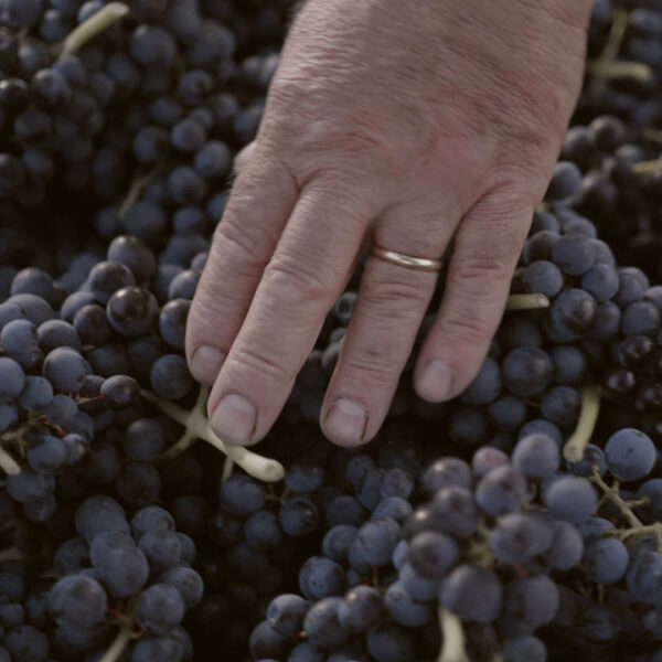 IMPERIALE Vino Spumante Millesimato Extra DRY - Domus Vini - - immagine 4