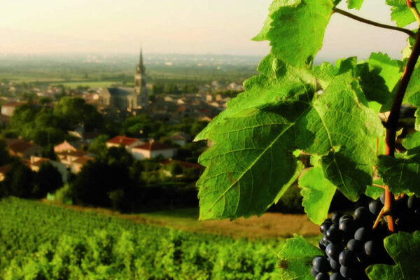 ASOLO Prosecco Superiore DOCG Millesimato - Ca' delle Rose - immagine 3