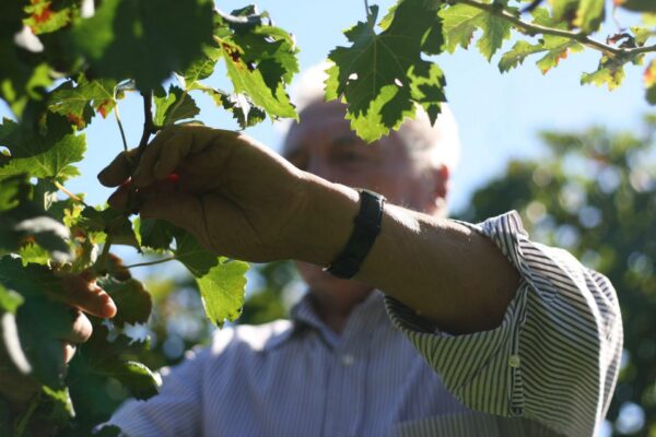ASOLO Prosecco Superiore DOCG Millesimato - Ca' delle Rose - immagine 2