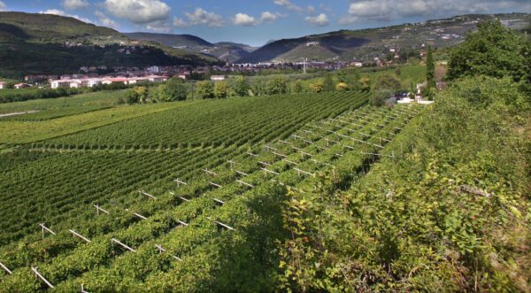 NERO ASSOLUTAMENTE Vino Merlot Veneto IGT -Bosco del Gal- - immagine 3