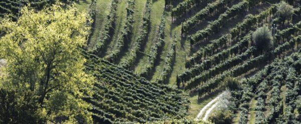 Prosecco Treviso DOC Extra Dry - Bacio della Luna - immagine 4