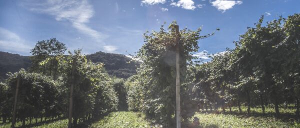 Spumante Blanc de Blancs Extra Dry  Millesimato - Bacio della Luna - immagine 4