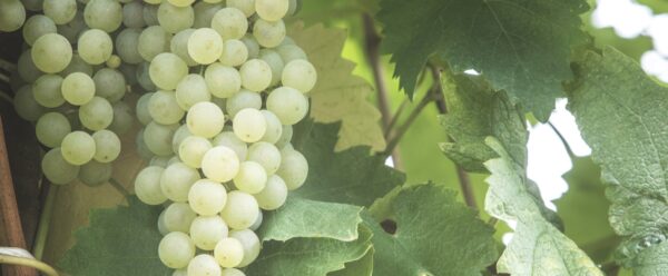 Prosecco Treviso DOC Extra Dry - Bacio della Luna - immagine 2