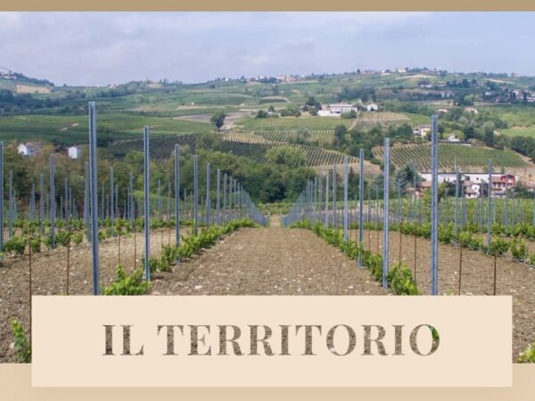 GAIO Pinot Nero Brut V.S.Q. Metodo Charmat - Bosco Longhino - immagine 2