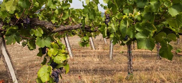 CASTO BRUT Metodo Classico - Bosco Longhino - immagine 3