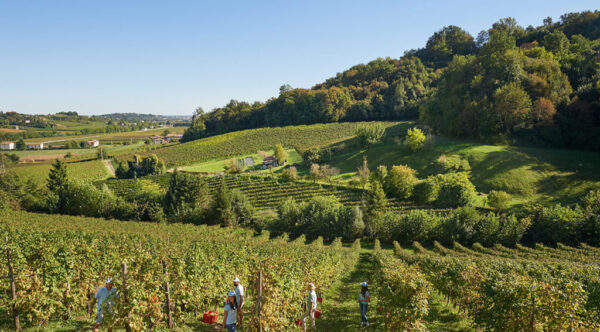 Conegliano Valdobbiadene Prosecco Superiore DOCG Cuvée Dry - La Marca - immagine 4