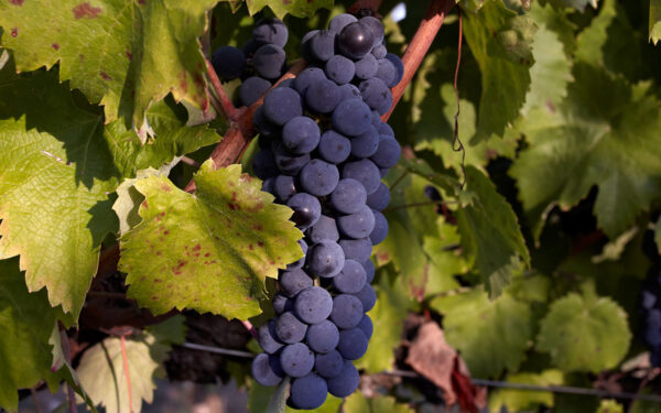 ZIGGURAT Montefalco Rosso DOC - Tenute Lunelli - immagine 8