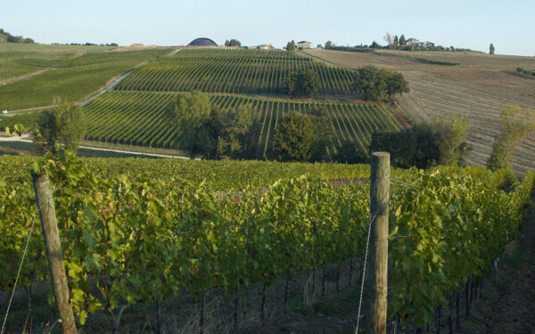 ZIGGURAT Montefalco Rosso DOC - Tenute Lunelli - immagine 6