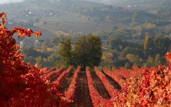 ZIGGURAT Montefalco Rosso DOC - Tenute Lunelli - immagine 4