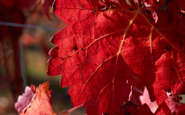 ZIGGURAT Montefalco Rosso DOC - Tenute Lunelli - immagine 3
