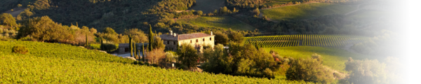 Brunello di Montalcino 2015 magnum da 1,5 lt con cassettina di legno - San Polo - immagine 3