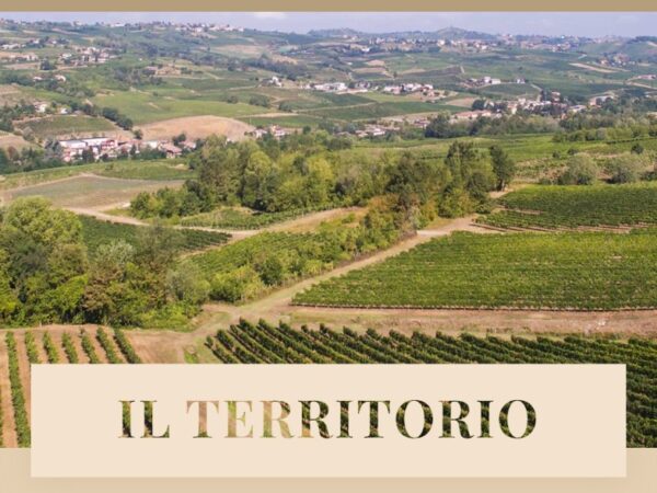 Moscato IGT PV “1895”- Bosco Longhino - immagine 3