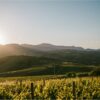 CERASUOLO D'ABRUZZO DOC - Cantina Zaccagnini - immagine 4