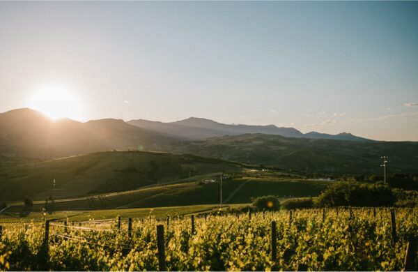 CERASUOLO D'ABRUZZO DOC - Cantina Zaccagnini - immagine 4