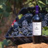 PAXMENTIS Syrah IGP magnum da 1,5 lt con cassettina in legno - Tenute Orestiadi