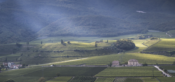 AMICALE ROSSO VENETO IGT 14° - Cantine di Ora - immagine 3