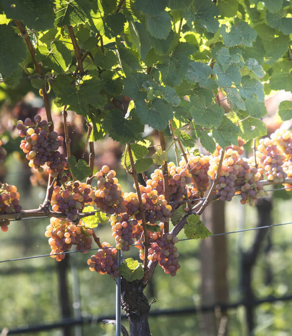 AMICALE ROSSO VENETO IGT 14° - Cantine di Ora - immagine 4