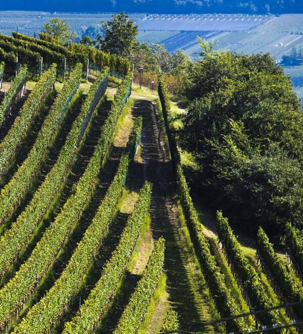 AMICALE ROSSO VENETO IGT 14° - Cantine di Ora - immagine 5